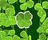 Lucky Clover